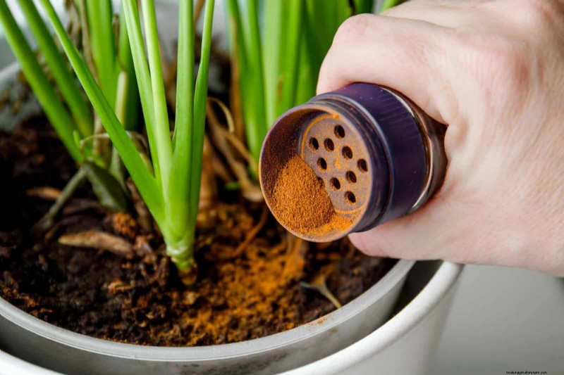 Smart Gardening Hacks: Save Time, Water & Money - Expert Tips