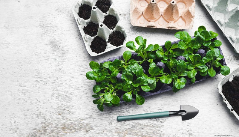Smart Gardening Hacks: Save Time, Water & Money - Expert Tips