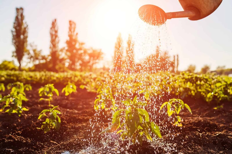 Smart Gardening Hacks: Save Time, Water & Money - Expert Tips