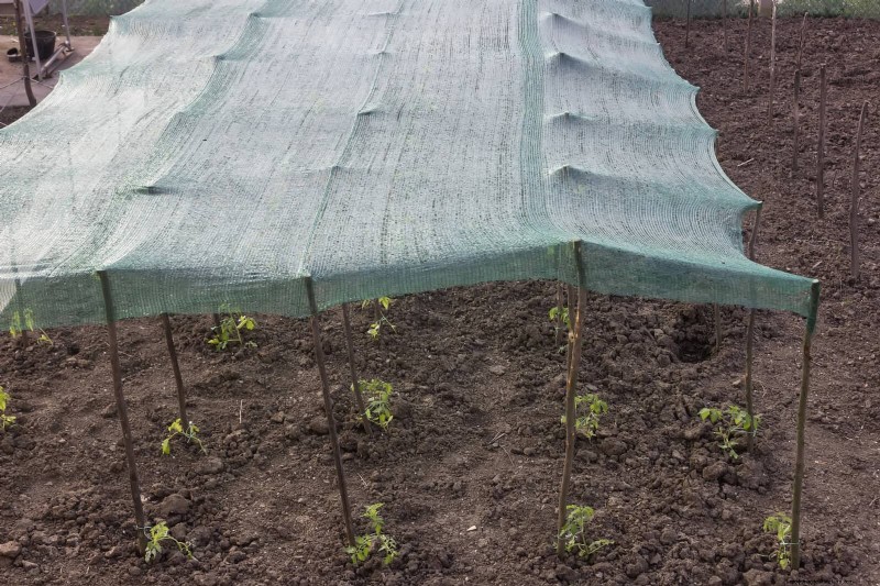 Smart Gardening Hacks: Save Time, Water & Money - Expert Tips