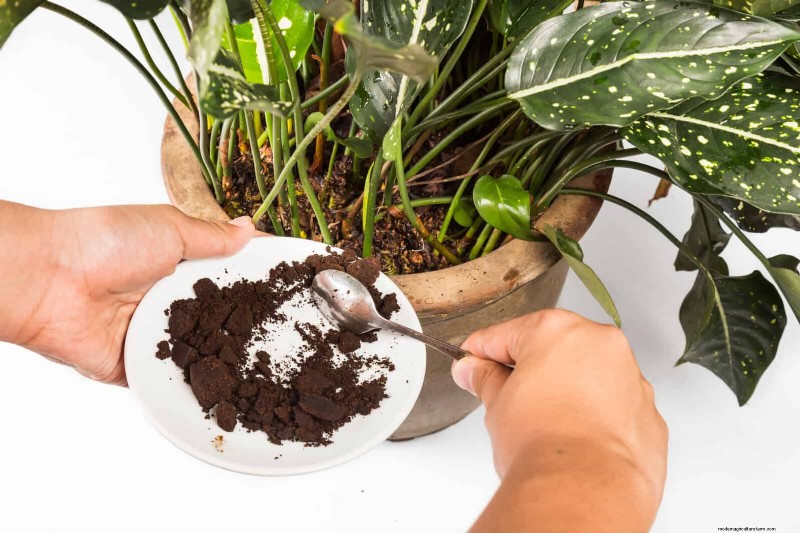 25 Clever Houseplant Hacks for Thriving Plants | Depositphotos