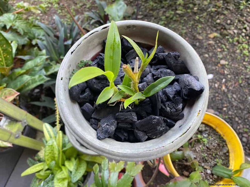 25 Clever Houseplant Hacks for Thriving Plants | Depositphotos