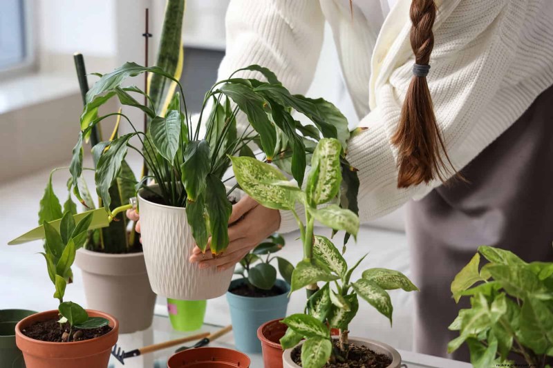 25 Clever Houseplant Hacks for Thriving Plants | Depositphotos