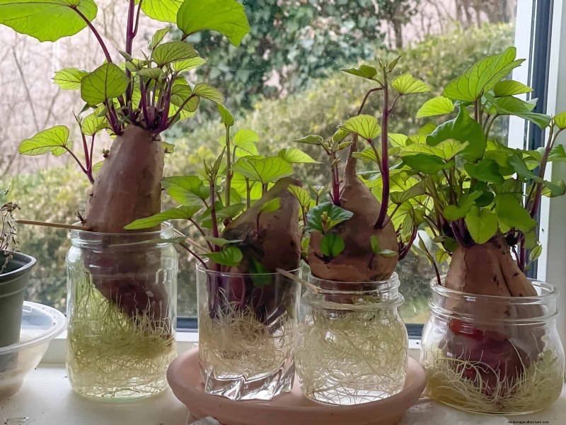 25 Clever Houseplant Hacks for Thriving Plants | Depositphotos