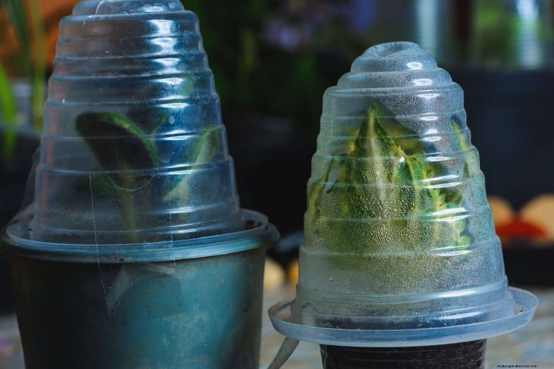 25 Clever Houseplant Hacks for Thriving Plants | Depositphotos
