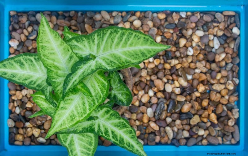 25 Clever Houseplant Hacks for Thriving Plants | Depositphotos