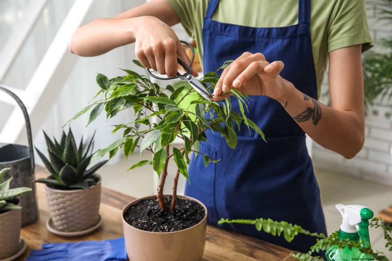 25 Clever Houseplant Hacks for Thriving Plants | Depositphotos