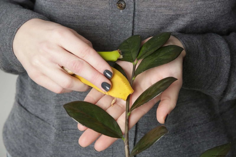 25 Clever Houseplant Hacks for Thriving Plants | Depositphotos