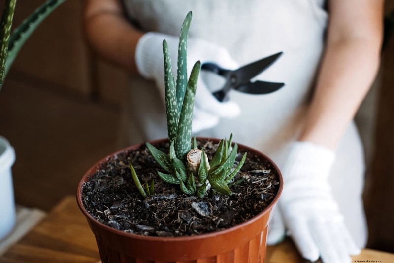 25 Clever Houseplant Hacks for Thriving Plants | Depositphotos