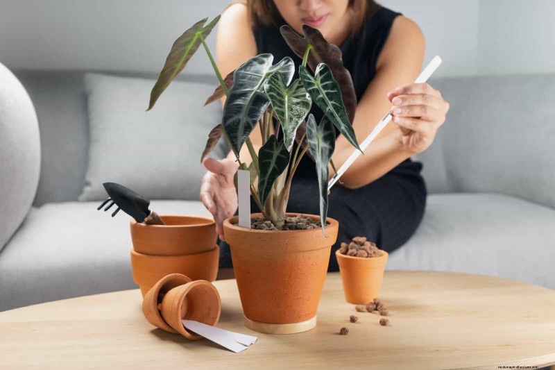 25 Clever Houseplant Hacks for Thriving Plants | Depositphotos