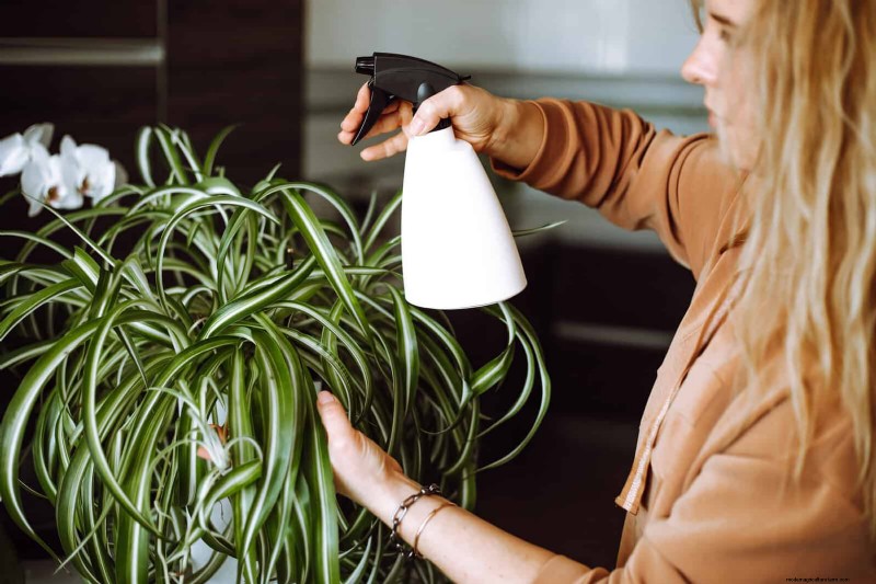 Leaf Curling in Indoor Plants: Causes, Symptoms & Solutions