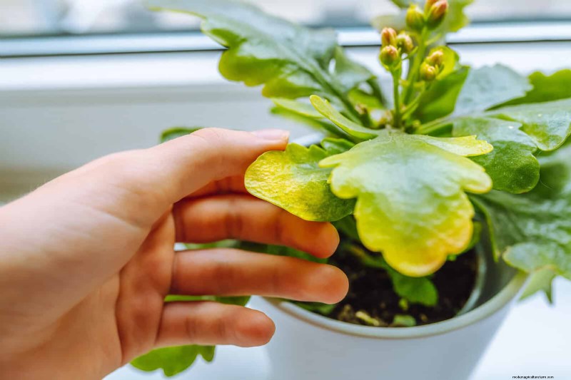 Leaf Curling in Indoor Plants: Causes, Symptoms & Solutions