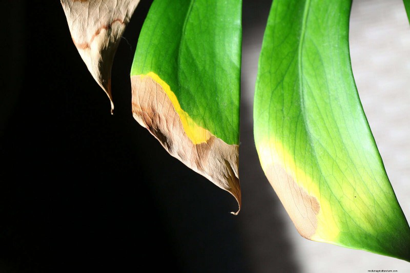 Leaf Curling in Indoor Plants: Causes, Symptoms & Solutions
