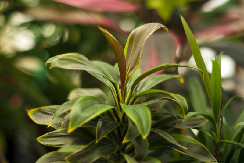 Leaf Curling in Indoor Plants: Causes, Symptoms & Solutions