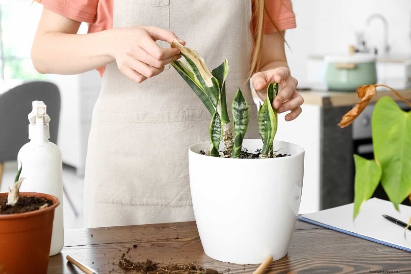 Leaf Curling in Indoor Plants: Causes, Symptoms & Solutions