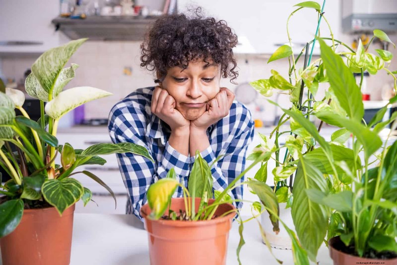 Leaf Curling in Indoor Plants: Causes, Symptoms & Solutions