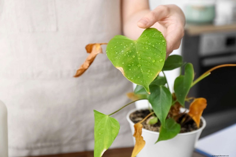 Leaf Curling in Indoor Plants: Causes, Symptoms & Solutions
