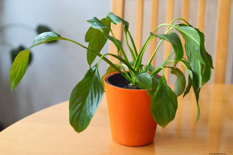 Leaf Curling in Indoor Plants: Causes, Symptoms & Solutions