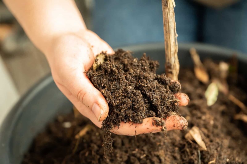 Leaf Curling in Indoor Plants: Causes, Symptoms & Solutions