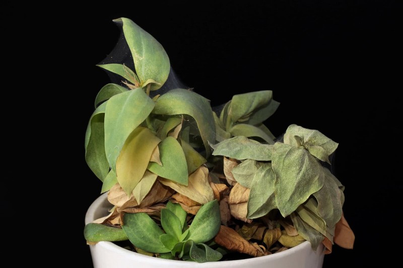 Leaf Curling in Indoor Plants: Causes, Symptoms & Solutions
