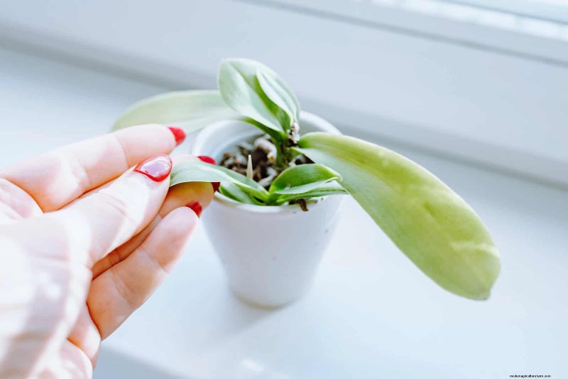Leaf Curling in Indoor Plants: Causes, Symptoms & Solutions