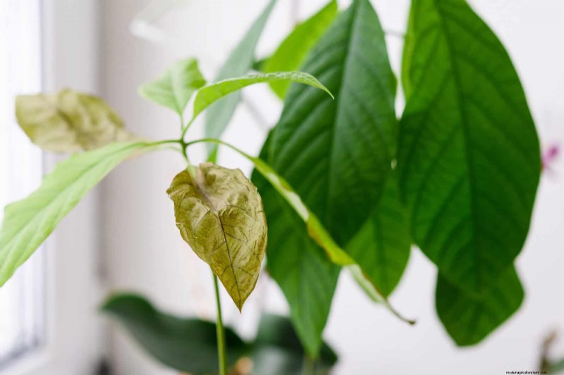 Leaf Curling in Indoor Plants: Causes, Symptoms & Solutions