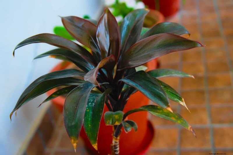 Leaf Curling in Indoor Plants: Causes, Symptoms & Solutions
