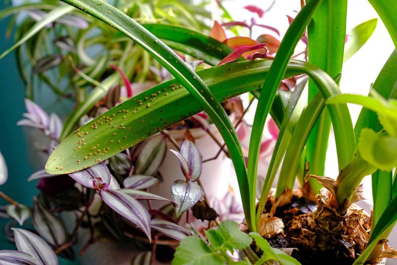 Leaf Curling in Indoor Plants: Causes, Symptoms & Solutions