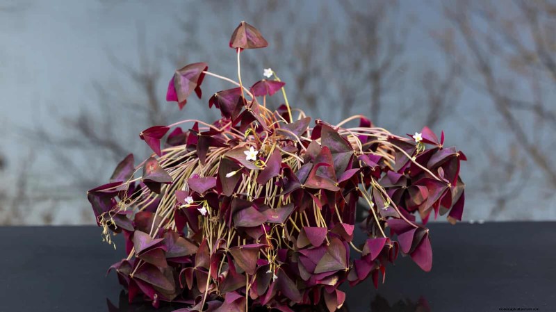 Leaf Curling in Indoor Plants: Causes, Symptoms & Solutions