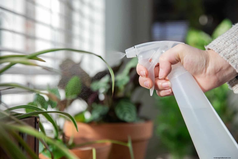 Leaf Curling in Indoor Plants: Causes, Symptoms & Solutions