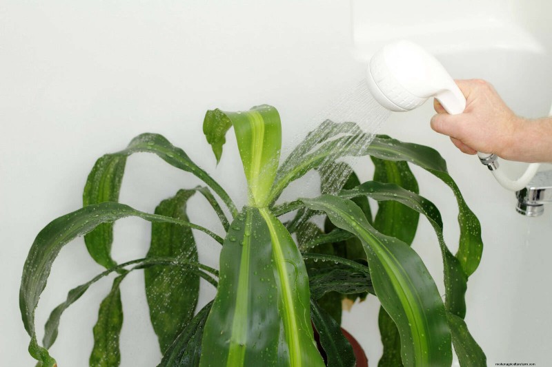 Leaf Curling in Indoor Plants: Causes, Symptoms & Solutions