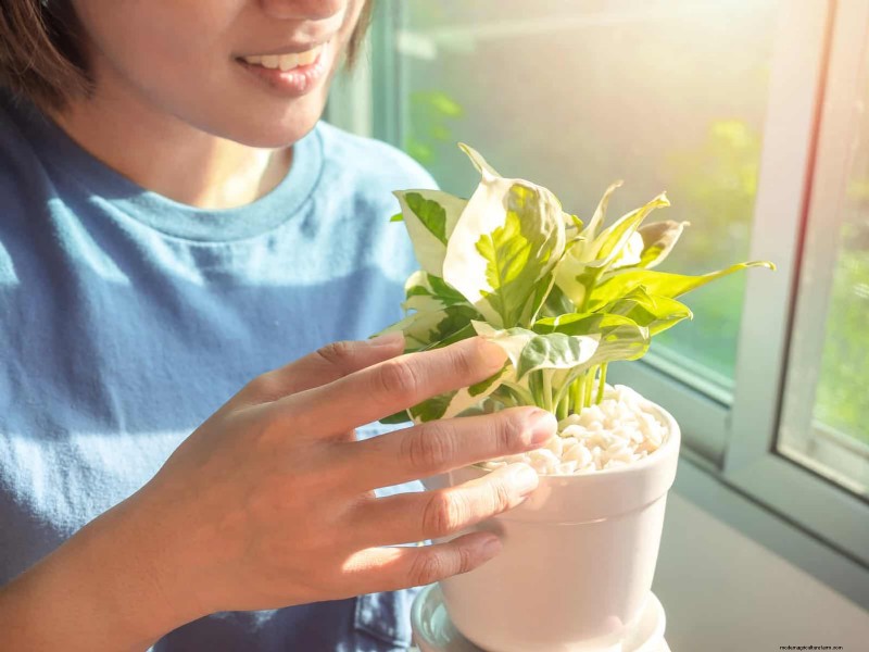 Leaf Curling in Indoor Plants: Causes, Symptoms & Solutions