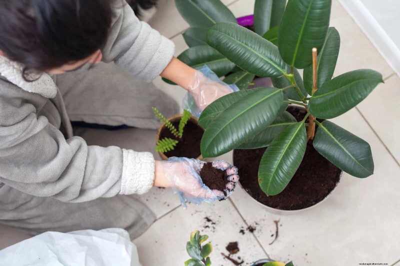 Leaf Curling in Indoor Plants: Causes, Symptoms & Solutions