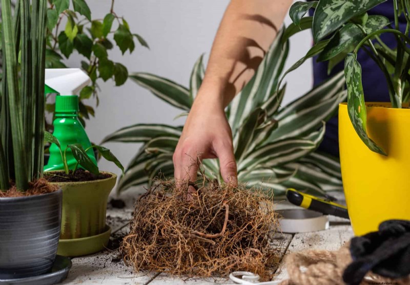 Leaf Curling in Indoor Plants: Causes, Symptoms & Solutions