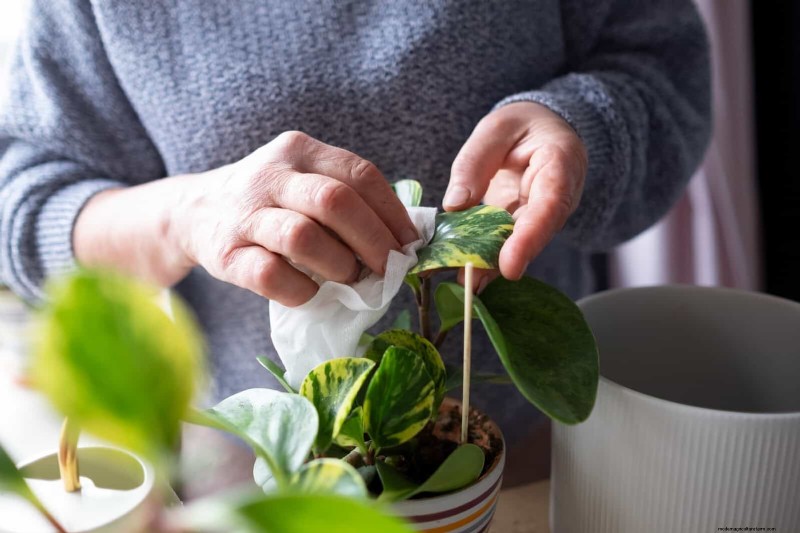 Leaf Curling in Indoor Plants: Causes, Symptoms & Solutions