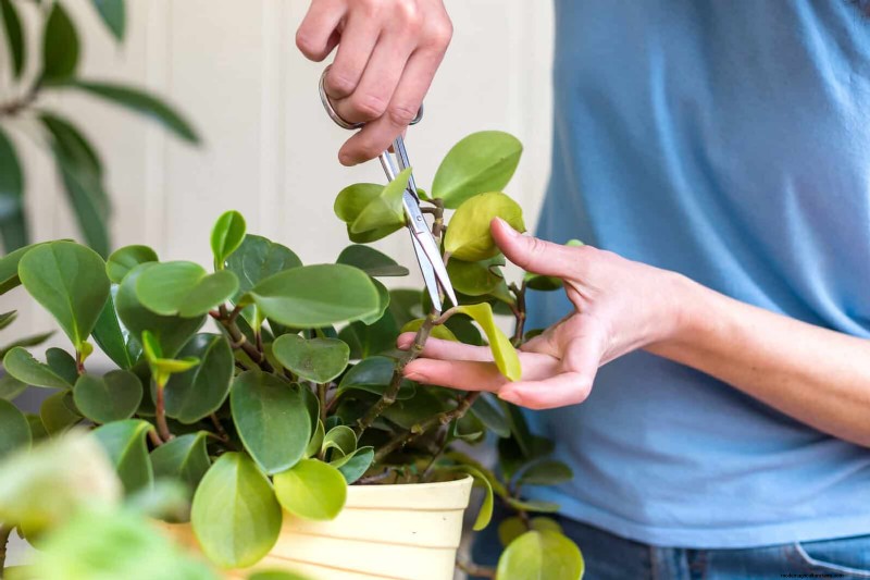 Leaf Curling in Indoor Plants: Causes, Symptoms & Solutions