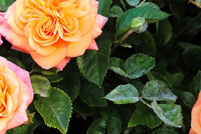 Leaf Curling in Indoor Plants: Causes, Symptoms & Solutions
