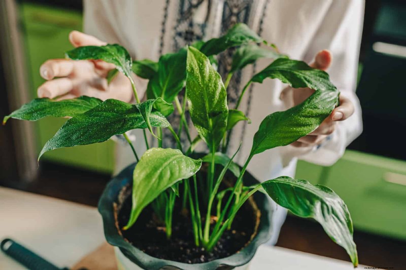Leaf Curling in Indoor Plants: Causes, Symptoms & Solutions