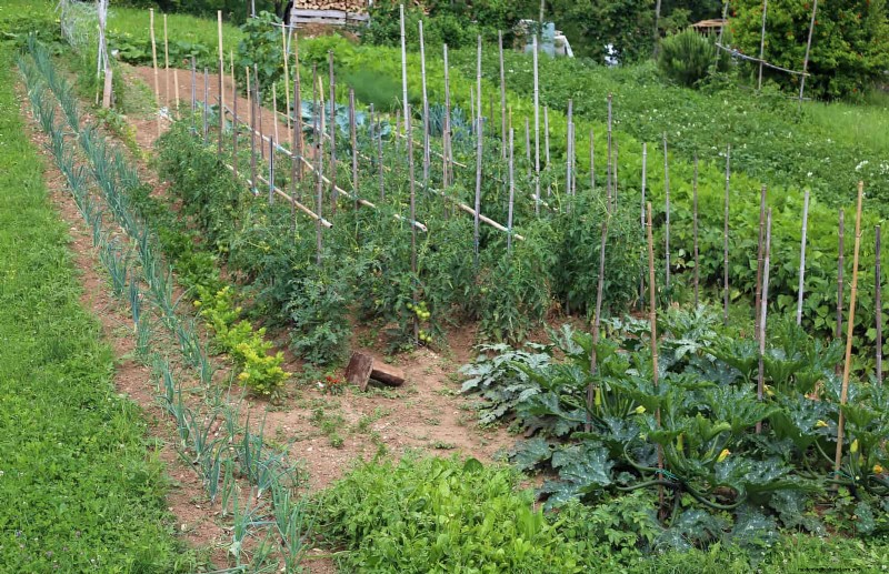 Harmful Plant Combinations: Avoid These 21 Garden Pairings