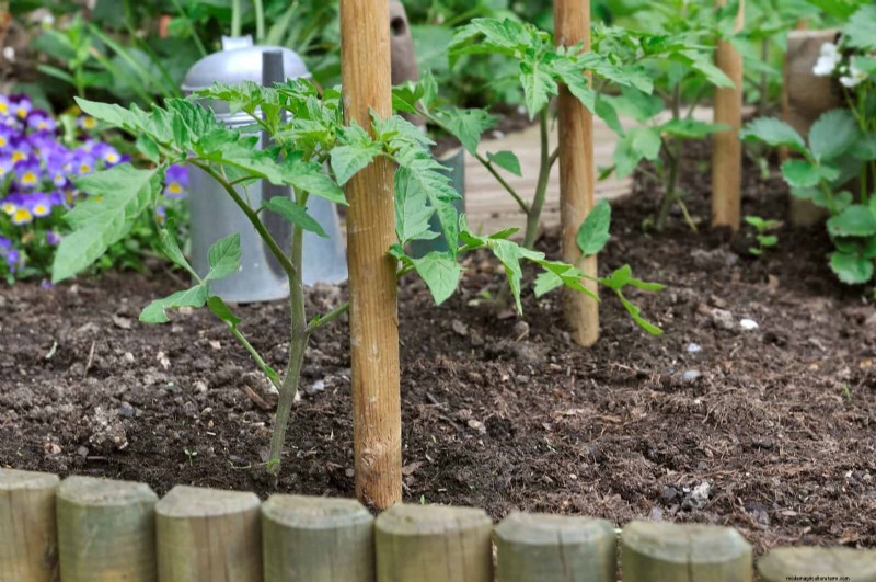 Harmful Plant Combinations: Avoid These 21 Garden Pairings