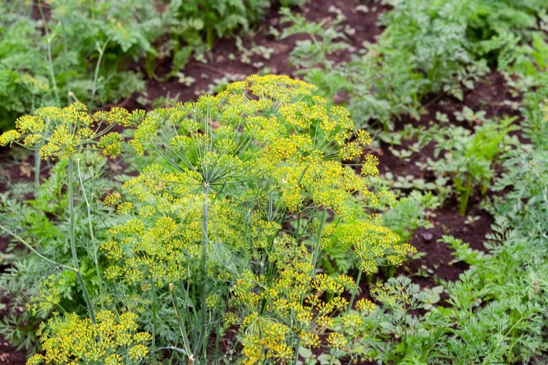 Harmful Plant Combinations: Avoid These 21 Garden Pairings