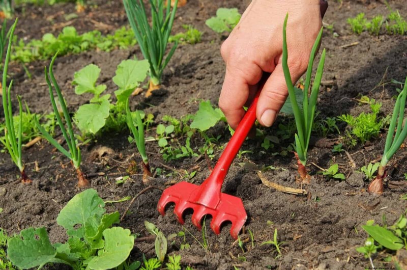 Harmful Plant Combinations: Avoid These 21 Garden Pairings
