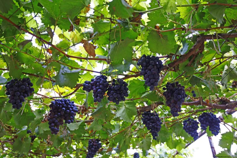 Harmful Plant Combinations: Avoid These 21 Garden Pairings