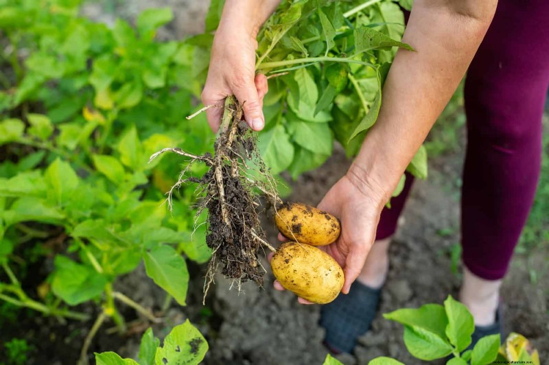 Harmful Plant Combinations: Avoid These 21 Garden Pairings