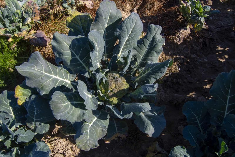 Harmful Plant Combinations: Avoid These 21 Garden Pairings