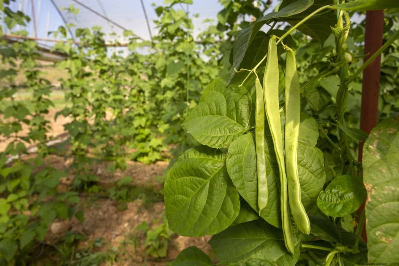 Harmful Plant Combinations: Avoid These 21 Garden Pairings