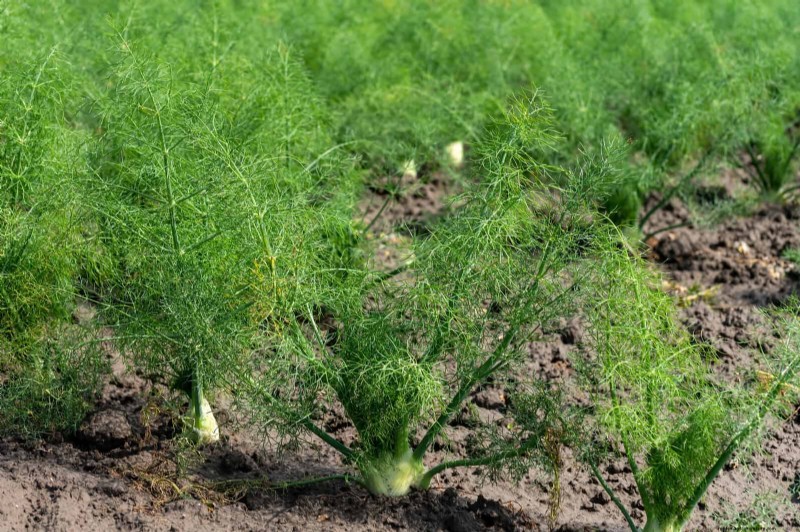 Harmful Plant Combinations: Avoid These 21 Garden Pairings