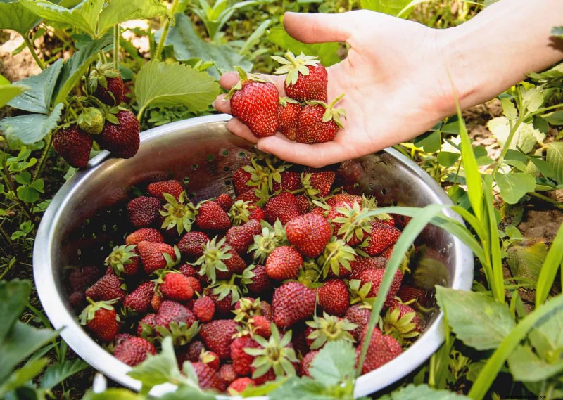 Harmful Plant Combinations: Avoid These 21 Garden Pairings