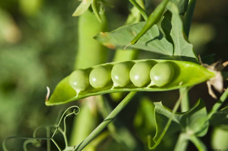 Harmful Plant Combinations: Avoid These 21 Garden Pairings