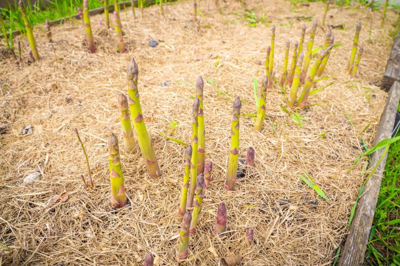 Harmful Plant Combinations: Avoid These 21 Garden Pairings